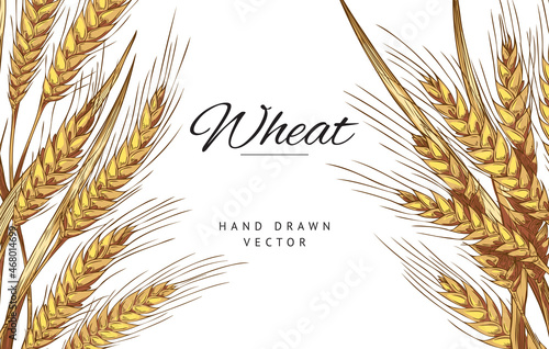 Vintage background or banner with ears of wheat, engraving vector illustration.