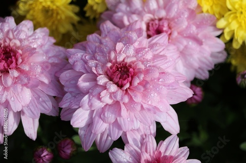 Tablou pe pânză chrysanthèmes