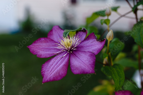 Purple Flower on a mid day afternoon