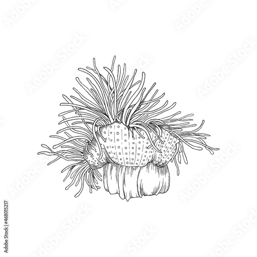 Tropical coral polyp monochrome vintage drawing, vector illustration isolated.