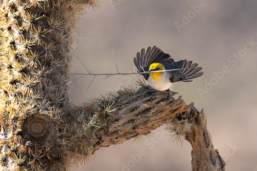 Bird nesting © Doreen Lawrence