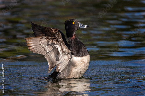 Ring Neck Duck © Doreen Lawrence
