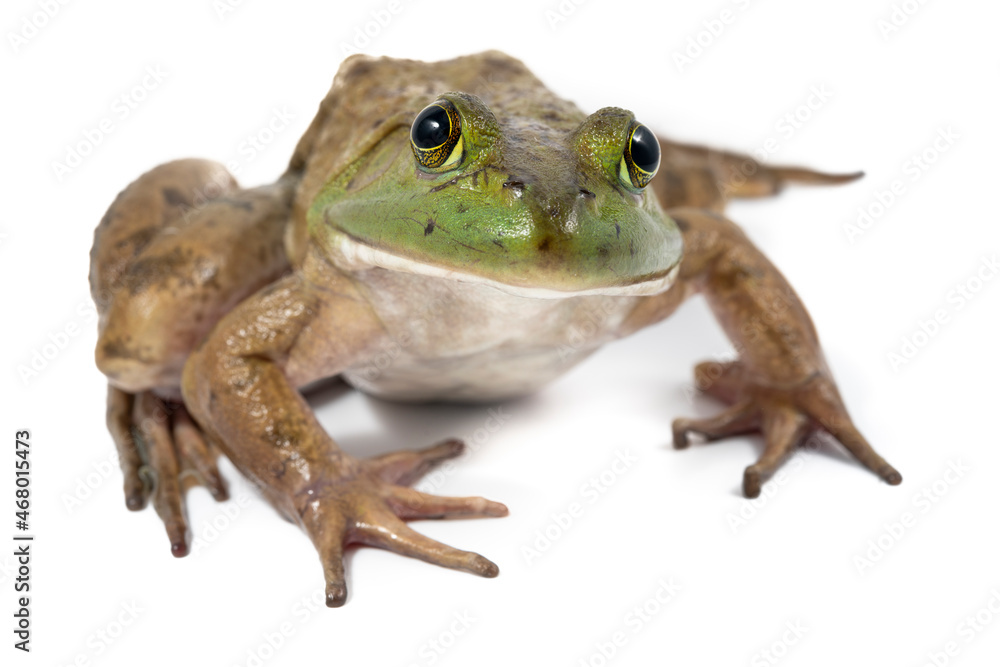 Bull frog on white