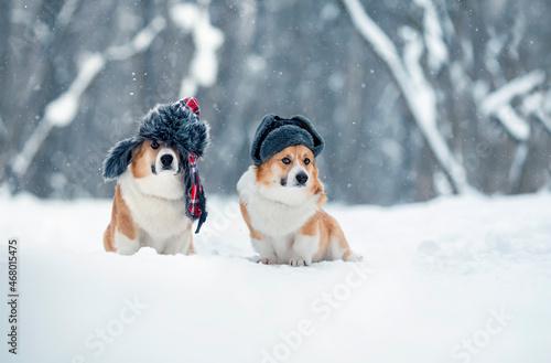 two funny brothers of the Pembroke corgi dog are sitting in a winter park in earflaps © nataba