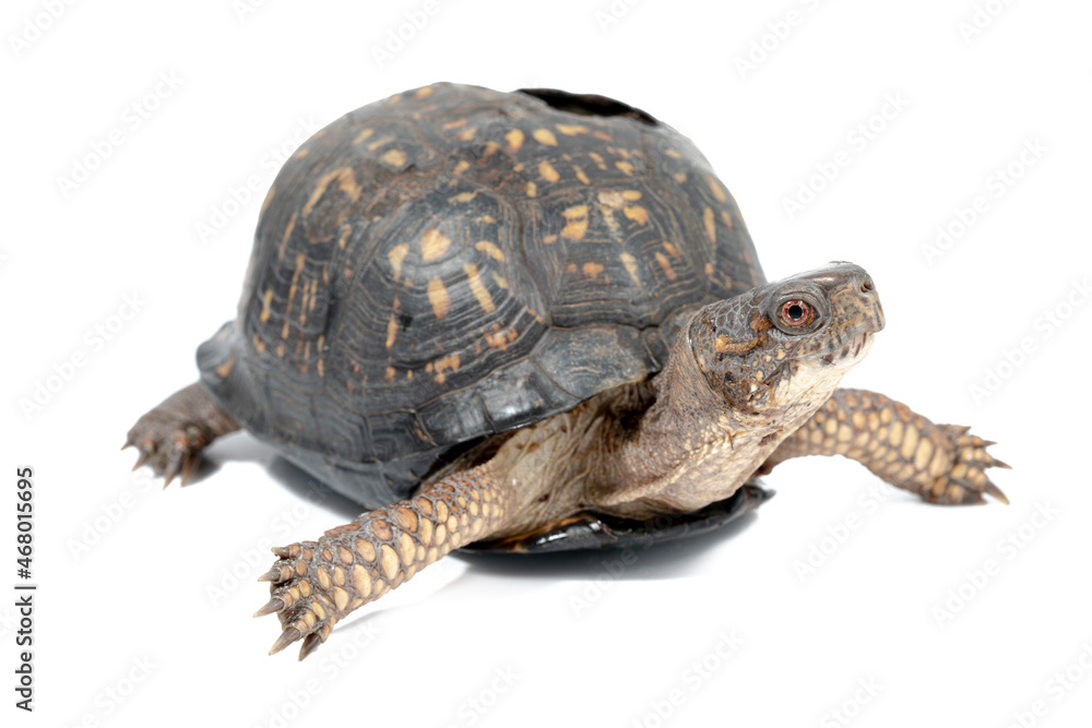 Eastern Box Turtle with healed shell injury from getting run over on a road Eastern Box Turtle with healed shell injury from getting run over on a road