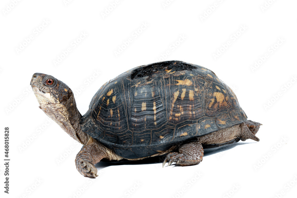 Fototapeta premium Eastern Box Turtle with healed shell injury from getting run over on a road