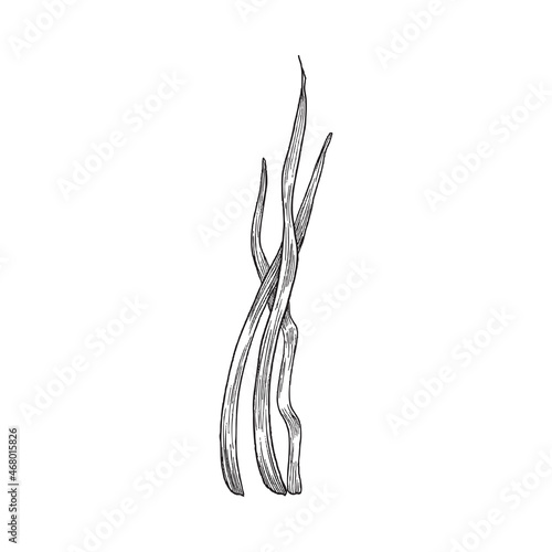 Fotografie Hand drawn sea laminaria in engraved sketch style, vector illustration isolated on white background