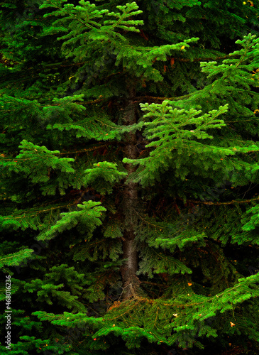 Fresh Pine Tree in a Lush Green Forest