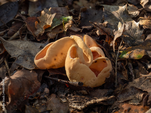 Hare's Ear Fungus in Woodland
