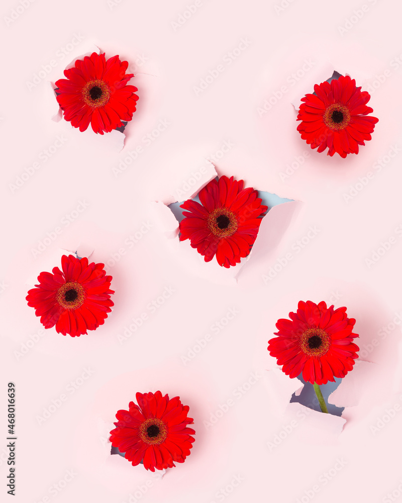 Red flowers breaking out of pastel background. Minimal positive concept.