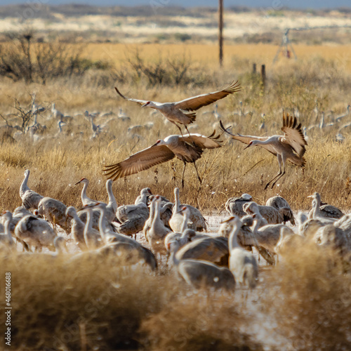 Sandhill cranes return to Whitewater Draw after feeding in nearby fields. Near McNeal, Arizona. photo