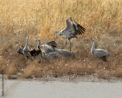 A gathering of Sandhill Cranes in the Whitewater Draw of southeast Arizona.