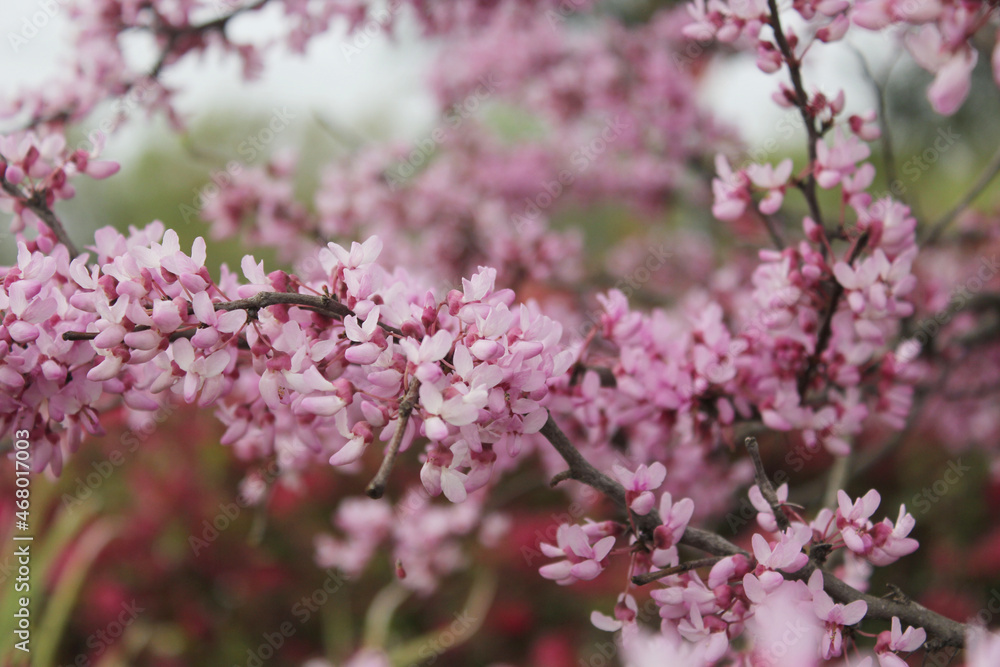 Texas Redbud Tree Cercis canadensis Close up Texas Redbud Tree Cercis canadensis Close up