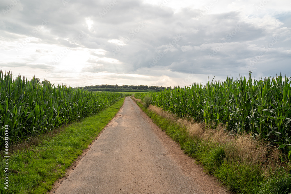 Asphalted path between corn fields with cloudy sky 