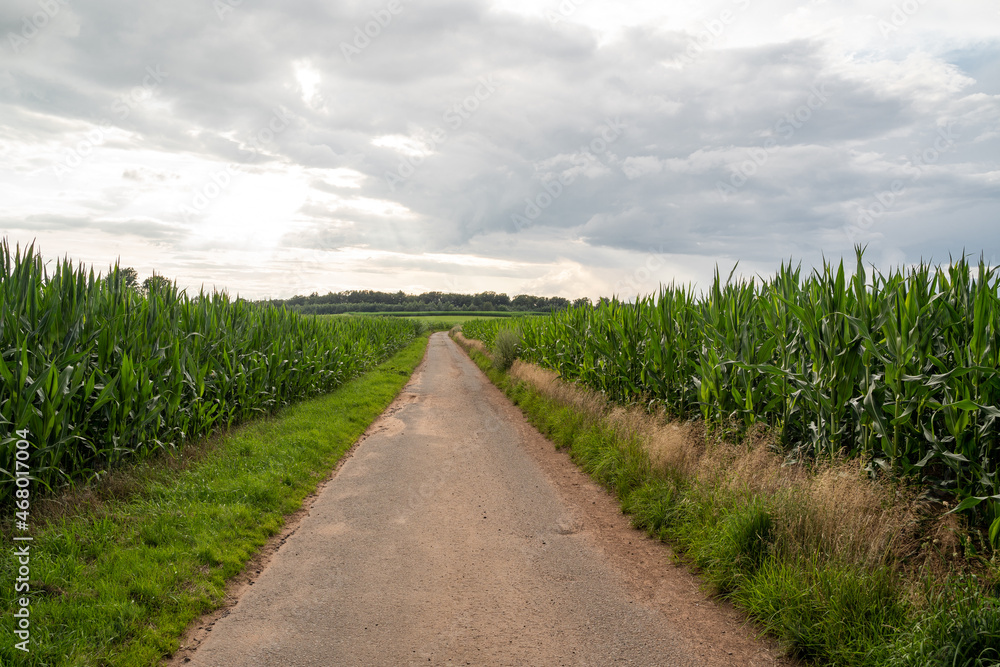 Asphalted path between corn fields with cloudy sky Asphalted path between corn fields with cloudy sky