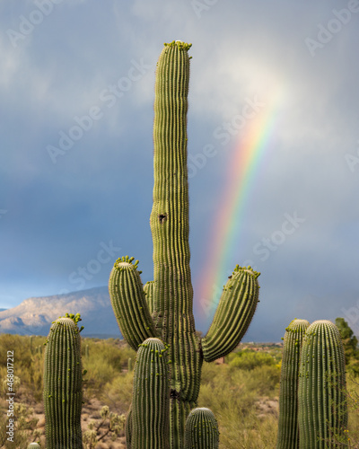 An unusual Spring storm brings the symbolism of the rainbow to the arid Sonoran Desert.