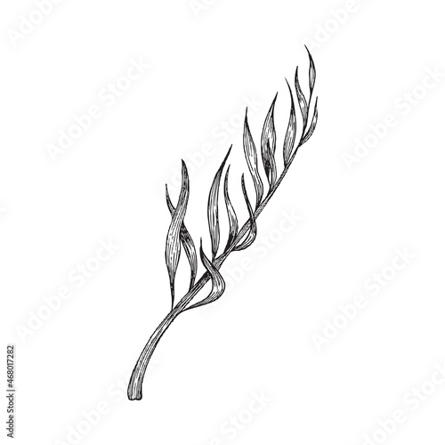 Seaweed or kelp in monochrome sketch style, vector illustration isolated on white background.