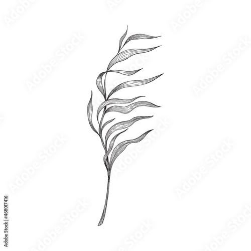 Underwater seaweed single branch, sketch vector illustration isolated on white.