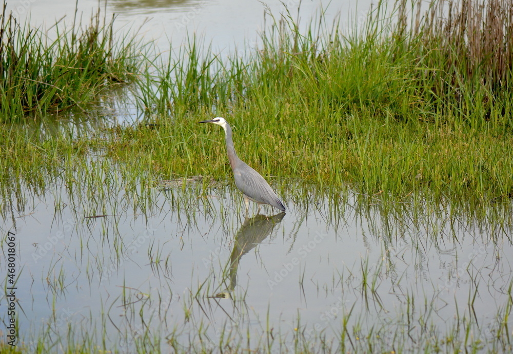 Obraz premium A grey Heron Bird in the salt marshes near Clive. Hawkes Bay New Zealand