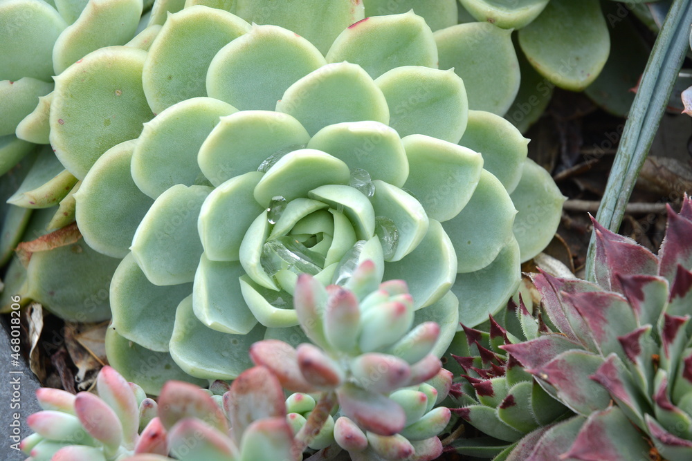 Succulent plants growing in a pot Succulent plants growing in a pot