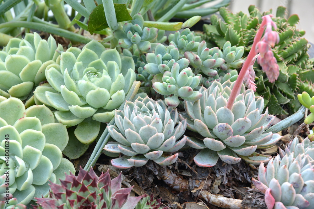 Fototapeta premium Succulent plants growing in a pot