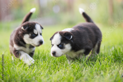 Adorable husky puppies playing in the garden. Funny puppies play outdoors