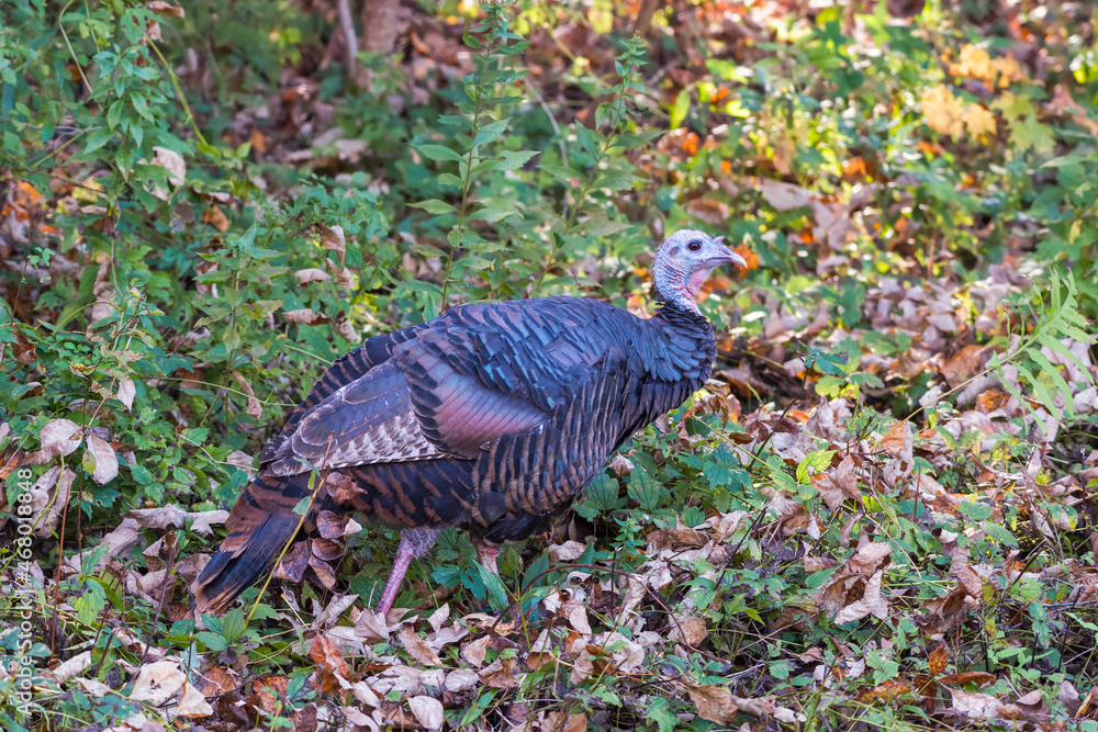 Obraz premium Wild turkey in autumn.Delaware County.New York.USA