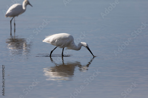 Little Egret Egretta garzetta in close view