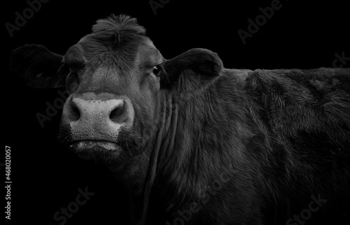 Close-up of a cow looking at camera and isolated on black background