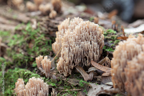 Coral fungus Ramaria in close view in forest