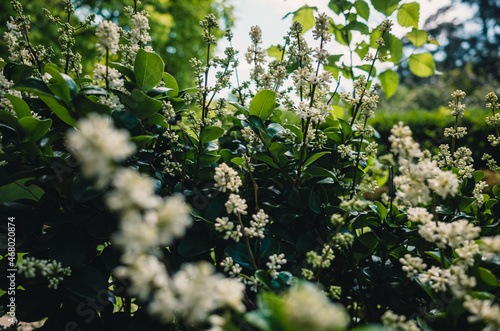 spring in the forest