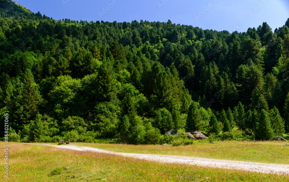 Les arbres en montagne à Meribel en France
