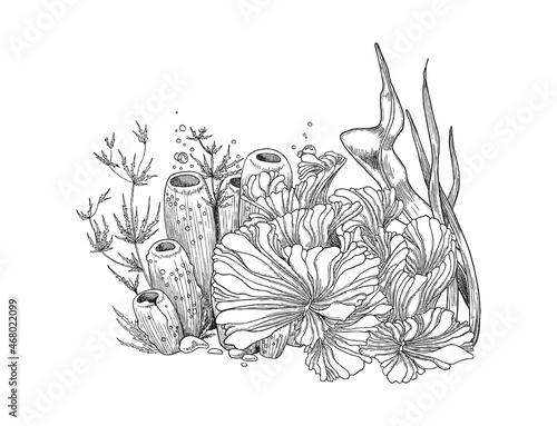 Underwater plants or seaweeds hand drawn sketch vector illustration isolated.