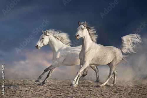 horse running © callipso88