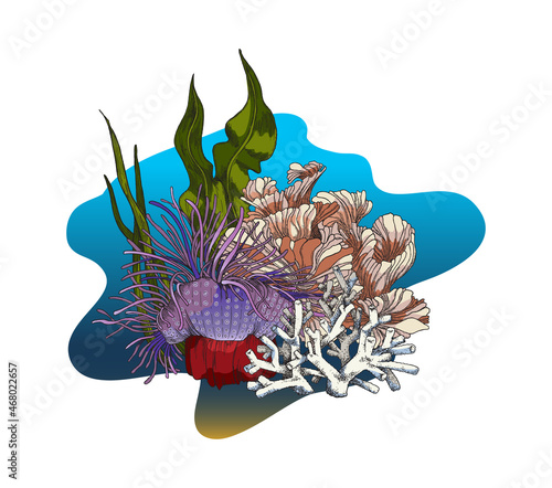 Coral reef with seaweed, laminaria and sea anemone in sketch style - vector illustration isolated on white background.