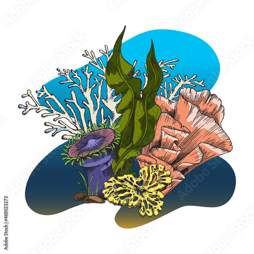 Underwater coral reef with laminaria, sponge and sea anemone - sketch vector illustration isolated on white background.