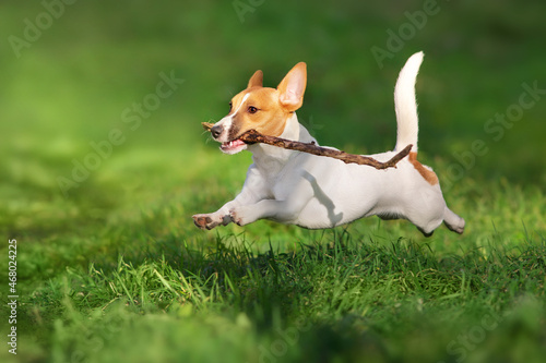 Happy active young Jack Russell Terrier jump © kwadrat70
