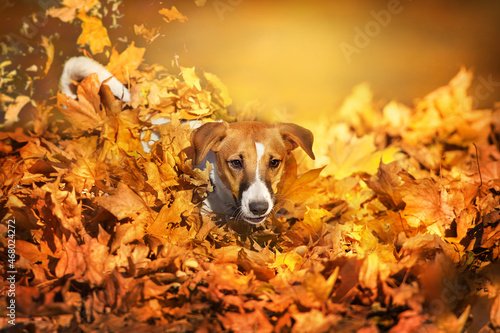 Jack russel dog play with fall leaves in autumn park