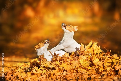 Jack russel dog play with fall leaves in autumn park