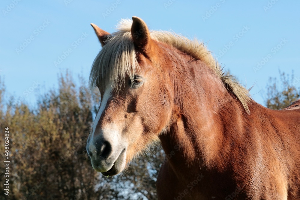 Obraz premium Cheval