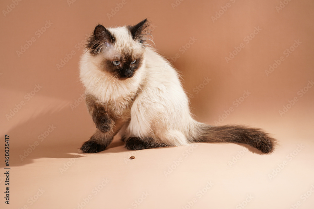 A small beige colored ragdoll baby kitten cat playing on a beige colored surface A small beige colored ragdoll baby kitten cat playing on a beige colored surface