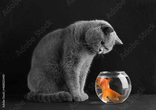 Cat and goldfish