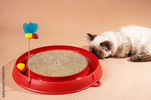 A small beige colored ragdoll baby kitten cat playing with a red toy circle