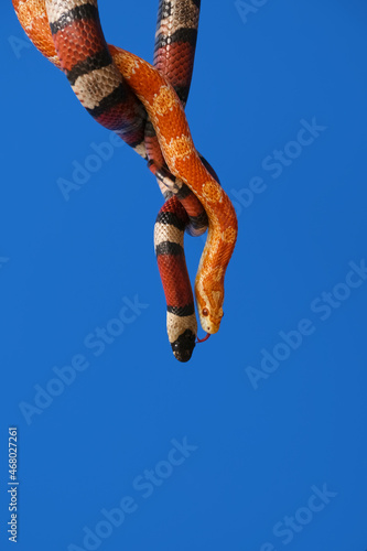 Different snakes on color b...