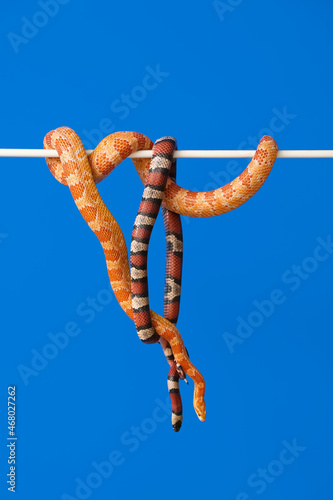 Different snakes on color background