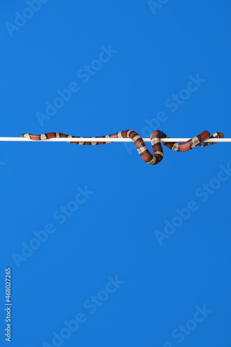Red king snake on color bac...