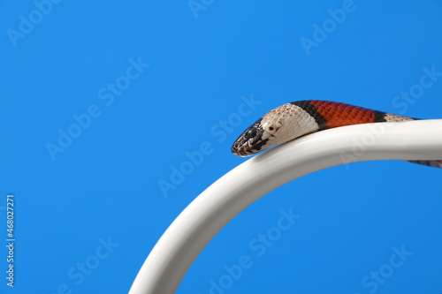 Red king snake on color bac...