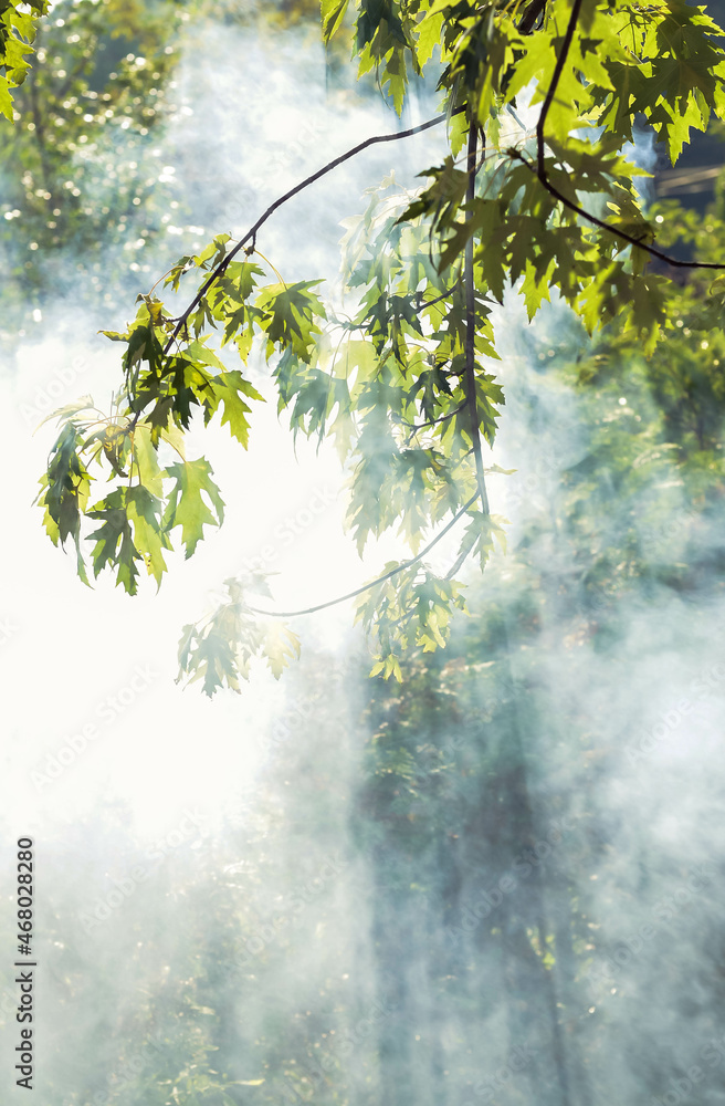 Fototapeta premium sun rays through smoke in the forest
