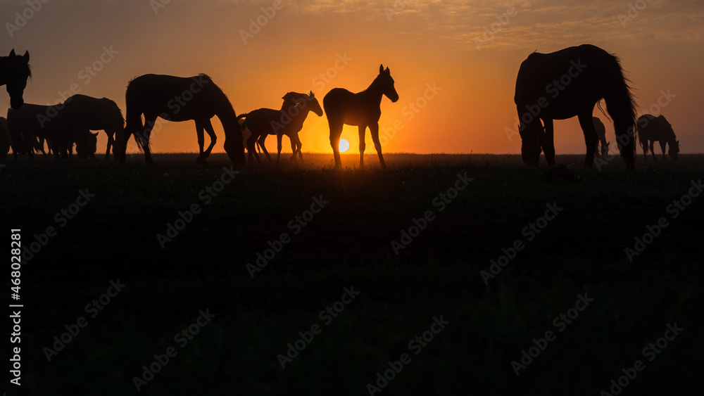 Silhouettes of horses at sunset with a beautiful sky