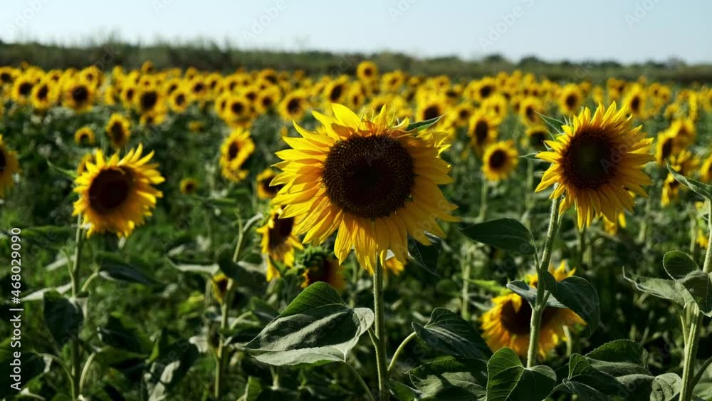 Yellow sunflower flower on a background of the sky.A bee on a sunflower close-up. Sunflower close-up. Windmill on the field. Sunny flower close-up. Wind power plant. Yellow sunflower flower on a background of the sky.A bee on a sunflower close-up. Sunflower close-up. Windmill on the field. Sunny flower close-up. Wind power plant.